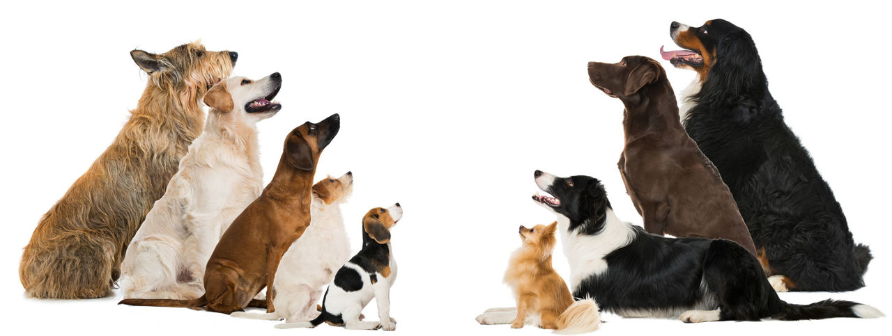 Effects of selection on genetic health of purebred dogs